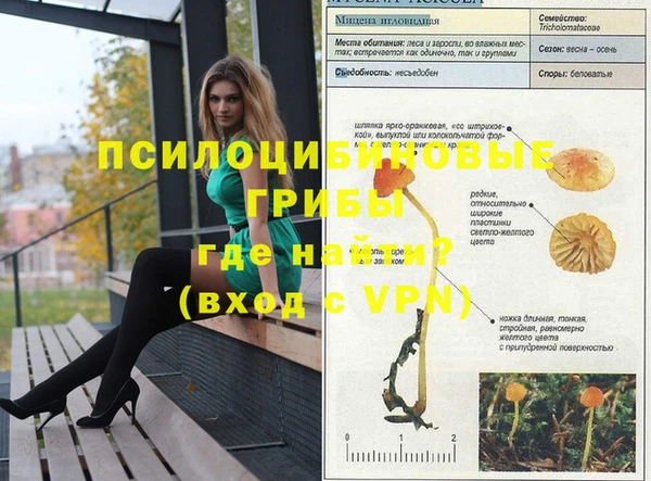 стафф Вязьма
